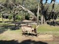 Ankole Cattle grazes at Disney`s Animal Kingdom, Orlando, Florida Royalty Free Stock Photo