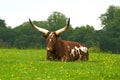 Ankole cow