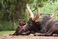 Ankole Cow Royalty Free Stock Photo