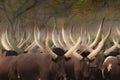 Ankole cows in the mist, in Uganda, Africa