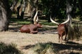 Ankole Longhorn Royalty Free Stock Photo