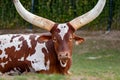 Ankole Longhorn Cattle/ankole Cow With Huge Horns.