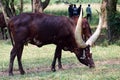 Ankole longhorn cattles, Uganda