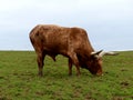 Ankole or Sanga Cattle at Longleat safari park, England