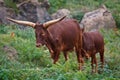 Ankole Watusi