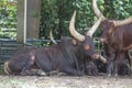 The Ankole Watusi Royalty Free Stock Photo