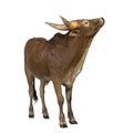 Ankole-Watusi