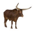 Ankole-Watusi