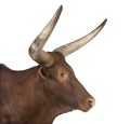 Ankole-Watusi