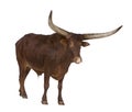 Ankole-Watusi