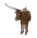 Ankole-Watusi