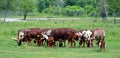 Ankole-Watusi Royalty Free Stock Photo