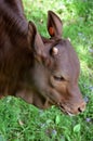 Ankole-Watusi calve