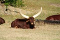 Ankole Watusi Cattle Royalty Free Stock Photo