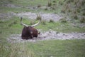 Ankole - Watusi cattle brown laying down Royalty Free Stock Photo