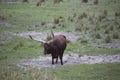 Ankole - Watusi cattle brown standing