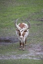 Ankole - Watusi cattle brown and white Royalty Free Stock Photo