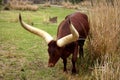 Ankole or Watusi Cattle Royalty Free Stock Photo