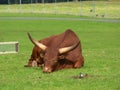 Ankole-Watusi cattle Royalty Free Stock Photo