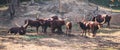 Ankole watusi cattle in zoo Royalty Free Stock Photo