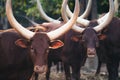 Ankole watusi cattle in zoo Royalty Free Stock Photo