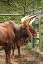 Ankole watusi cow facing right from side view