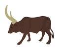 Ankole Watusi cow vector illustration isolated on white background. Bos Taurus. Long horn cow. African bull.