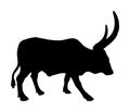 Ankole Watusi cow vector silhouette isolated on white background. Bos Taurus. Long horn cow. African bull. Royalty Free Stock Photo