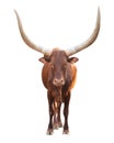 Ankole watusi isolated on white background Royalty Free Stock Photo