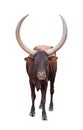 Ankole watusi isolated on white background