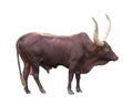 Ankole watusi isolated on white background Royalty Free Stock Photo