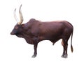 Ankole watusi isolated on white background Royalty Free Stock Photo