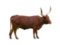 Ankole Watusi Longhorn isolated on white background Royalty Free Stock Photo