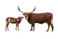 Ankole Watusi Longhorn and little watusi isolated on white background Royalty Free Stock Photo