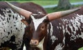 Ankole-Watusi is a modern American breed of domestic cattle. Royalty Free Stock Photo