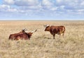 Ankole Watusi, modern American breed of domestic cattle, in grasslands of virgin steppes Royalty Free Stock Photo
