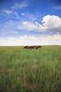 Ankole-Watusi in Steppe