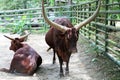 Ankoli Cattle Bos Taurus