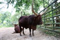 Ankoli Cattle Bos Taurus