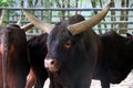 Ankoli Cattle Bos Taurus