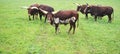 Ankoli Watusi Cattle