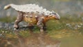 Ankylosaurus is a herbivore genus of armored dinosaur Royalty Free Stock Photo