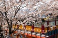 Anmyeonam temple and cherry blossoms in Anmyeondo Island in Taean, Korea Royalty Free Stock Photo
