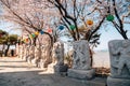 Anmyeonam temple and cherry blossoms in Anmyeondo Island in Taean, Korea Royalty Free Stock Photo