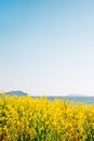 Anmyeondo Ggotji Beach with yellow rape flower field in Taean, Korea Royalty Free Stock Photo