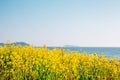 Anmyeondo Ggotji Beach with yellow rape flower field in Taean, Korea Royalty Free Stock Photo