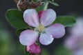 Anna Apple Blossom Royalty Free Stock Photo