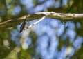 Anna Hummingbird Calypte anna Royalty Free Stock Photo