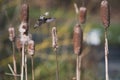 An Anna hummingbird collecting the nesting staff.