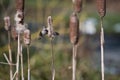 An Anna hummingbird collecting the nesting staff. Vancouver BC Canada